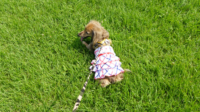 私の愛犬みみ