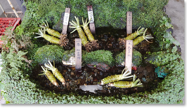 かどや入口の生わさび